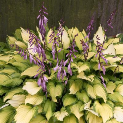 Hosta 'Lady Guinevere' Hosta 'Lady Guinevere'